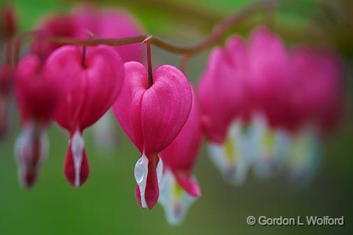 Bleeding Hearts_48919.jpg - Photographed near Ottawa, Ontario - the Capital of Canada.